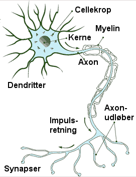 Tegning af nervecelle